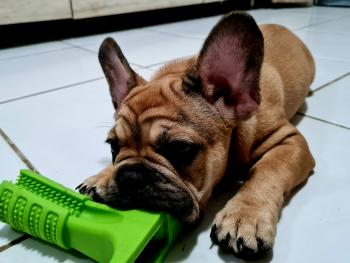 Yuki, Bouledogue francese