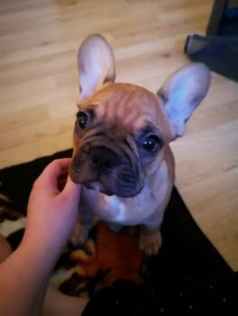 Dexter, Bulldog Francés