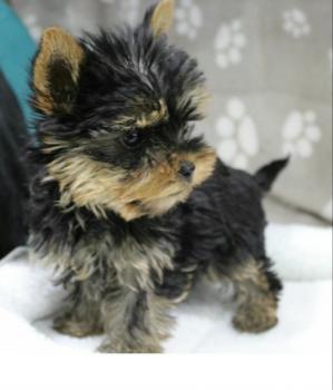 Snoopy, Yorkshire Terrier