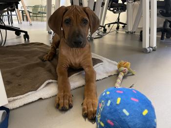 Simba, Rhodesian Ridgeback