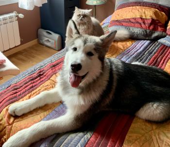 Greta, Malamute De Alaska