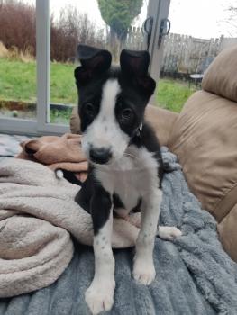 Taff, Border Collie