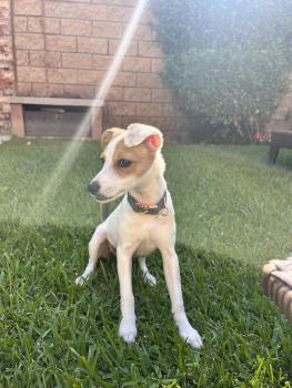 Luna, Parson Jack Russell Terrier (De Pelaje Corto - Suave)
