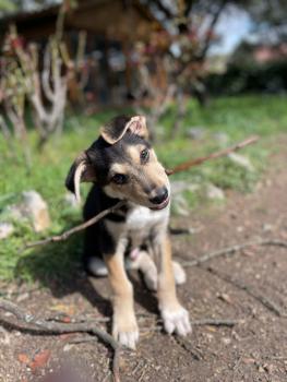 Kai, Perro Pastor Alemán