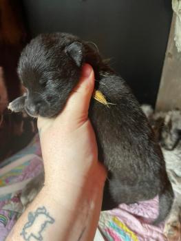 pearl, Otros perros