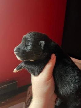 ripper, Otros perros
