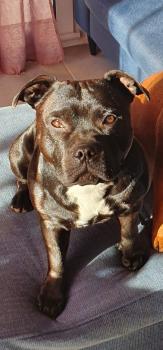 Ross, Staffordshire Bull Terrier