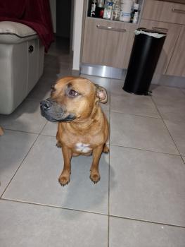 Raïka, Staffordshire Bull Terrier