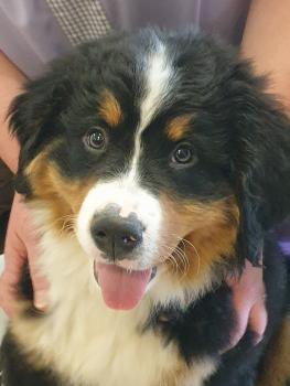 Trudy, Bernese Cattle Dogs