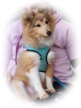Stitch, Shetland