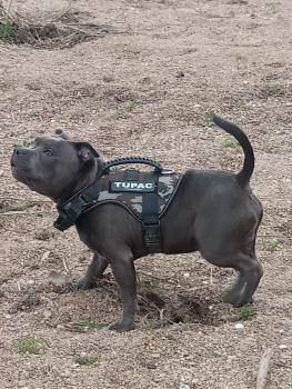 Tupac, Staffordshire Bull Terrier