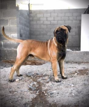 zepo, Bullmastiff