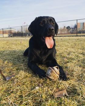Evie, Labrador Retriever