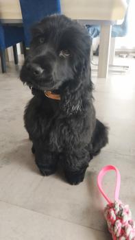 FIDJI, Cocker Spaniel Inglés