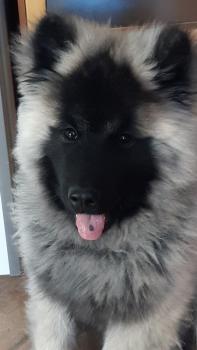 Soën, Eurasier