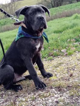 Sirius, Cane Corso