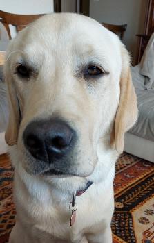 Snow, Labrador