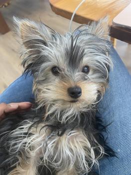 Chewie, Yorkshire Terrier