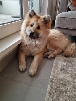 Saeko, Eurasier