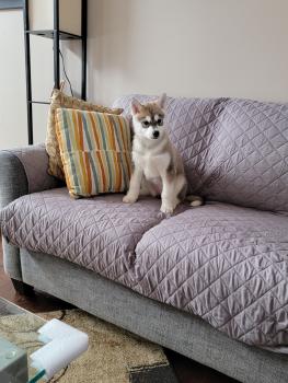 Kaia, Husky Siberiano