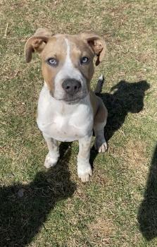 Jax, American Staffordshire Terrier
