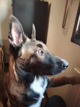 Garlic, Pastor Belga Malinois