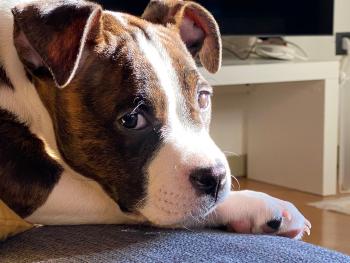 Tina, American staffordshire terrier