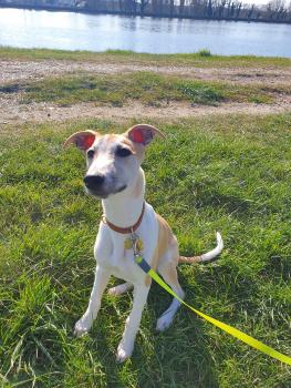 Frank, Whippet