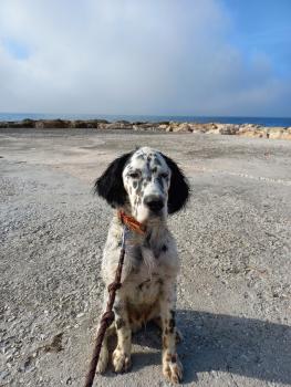 Tango, Setter Anglais