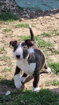 Taylor, Bull Terrier