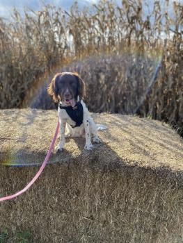 Maggie May, Springer spaniel inglés