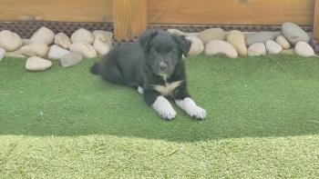 Taïky, Berger Australien