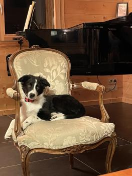 Tosca, Border Collie