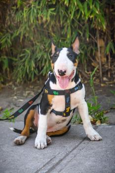 Blacky, Bullterrier