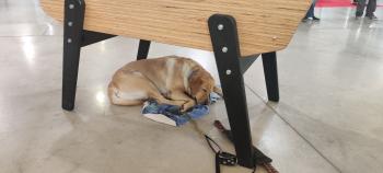 Midway, Labrador Retriever