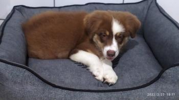 Zara, Australian Shepherd
