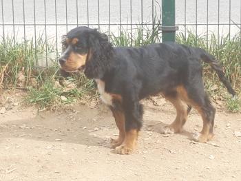Line, Cocker Spaniel