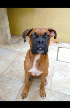 Vargas, Boxer