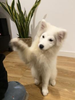 Edel, Samoyedo