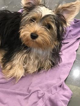 nina, Yorkshire Terrier