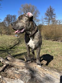 Hedi, Presa canario
