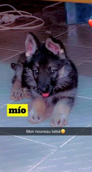 Mìo, Berger Allemand