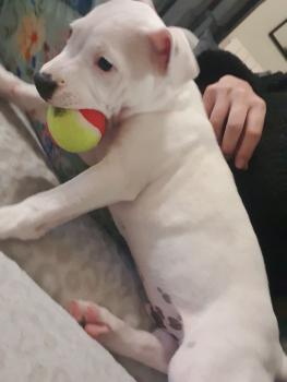 Olaf, Staffordshire Bull Terrier