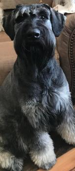 Nora Rose, Schnauzer Gigante