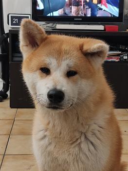 Saki, Akita Japonés