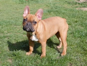 Pablo, Bulldog Francés