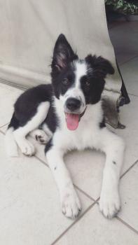 Maui, Border Collie
