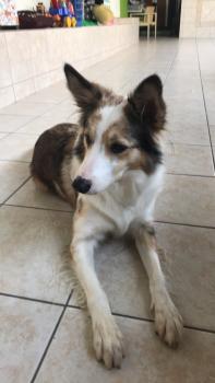 Mayla, Border Collie