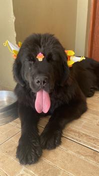 Queen, Terranova