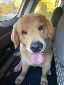 Doug, Golden Retriever